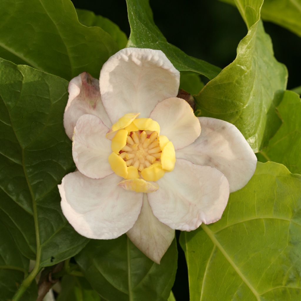 Calycanthus chinensis - Calicanto cinese