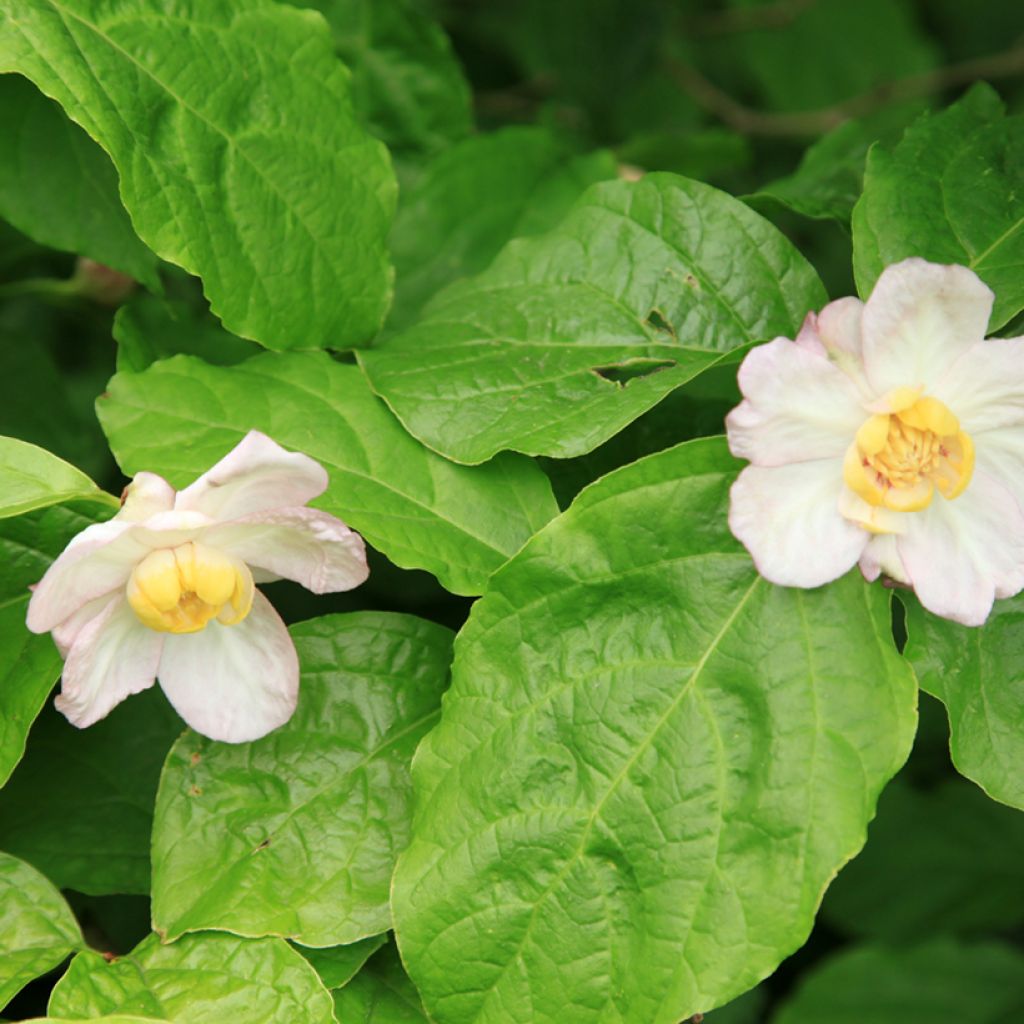 Calycanthus chinensis - Calicanto cinese