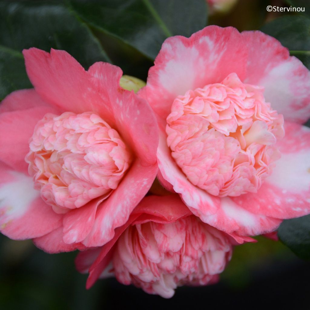 Camellia japonica Baby Sis Pink