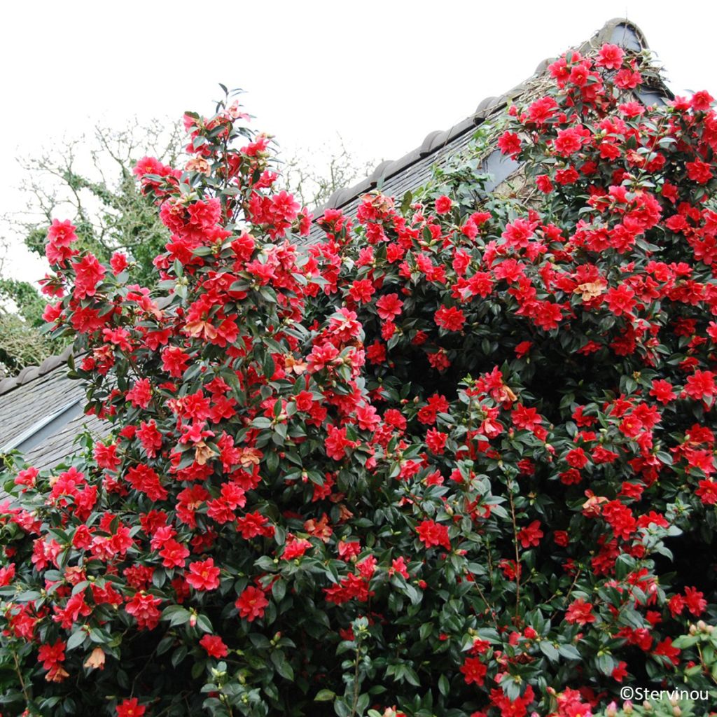 Camellia williamsii Freedom Bell