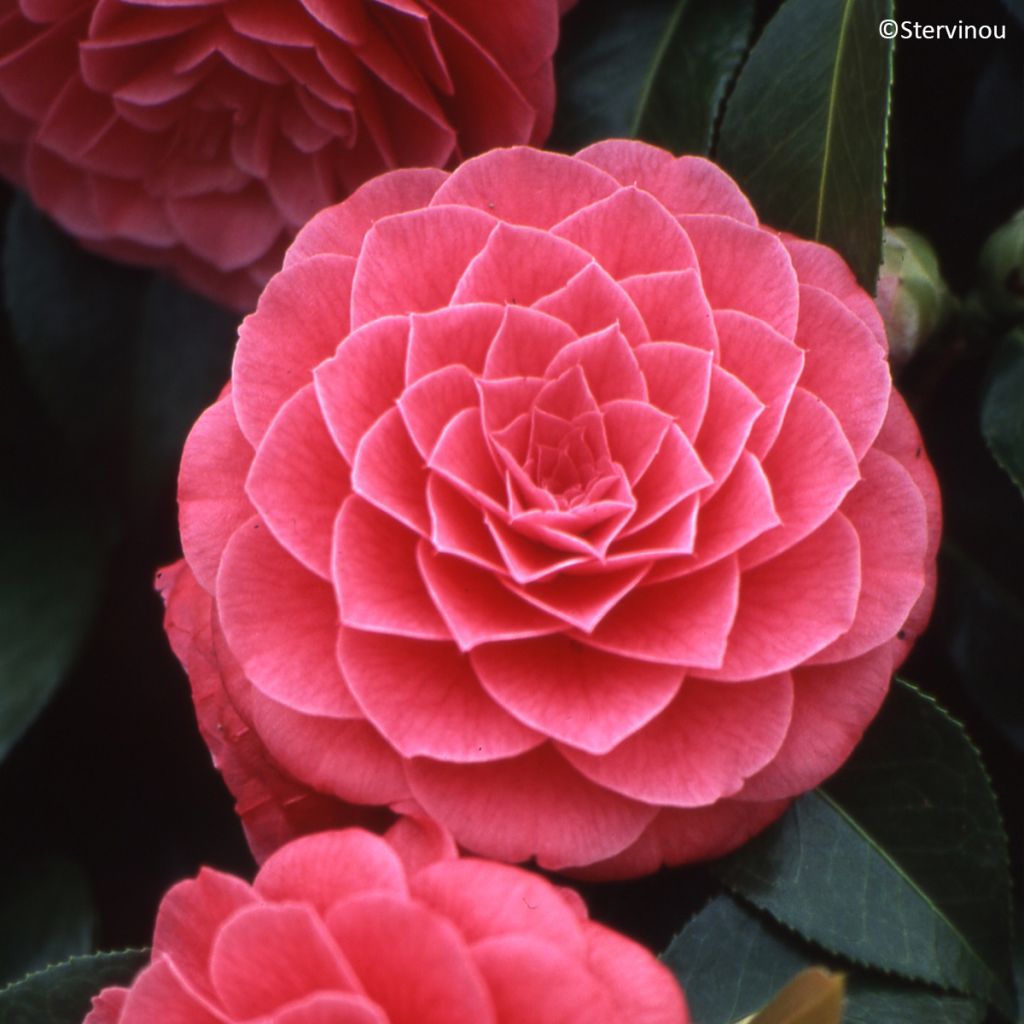 Camellia japonica Spring Formal