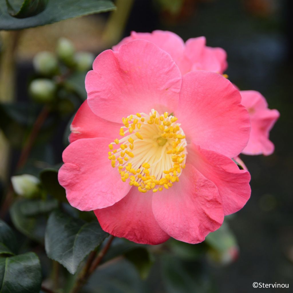 Camellia japonica Ville du Havre