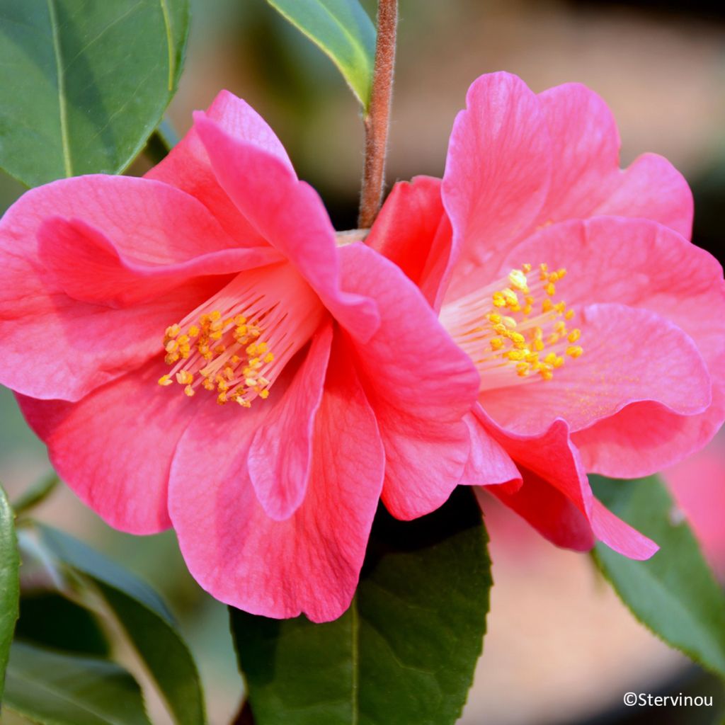 Camellia reticulata Crimson Candles