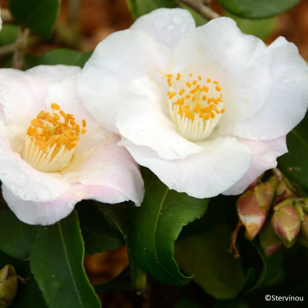 Camellia lutchuensis Quintessence