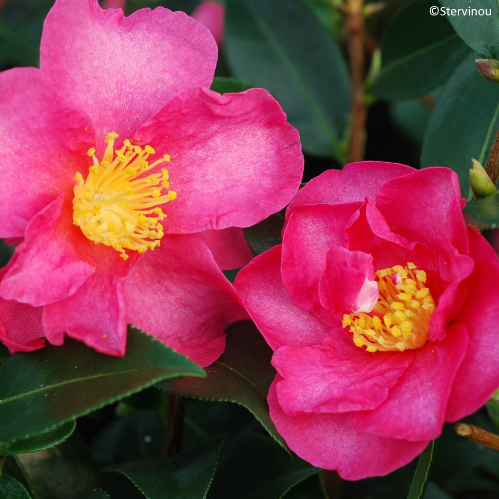 Camellia sasanqua Hiryu