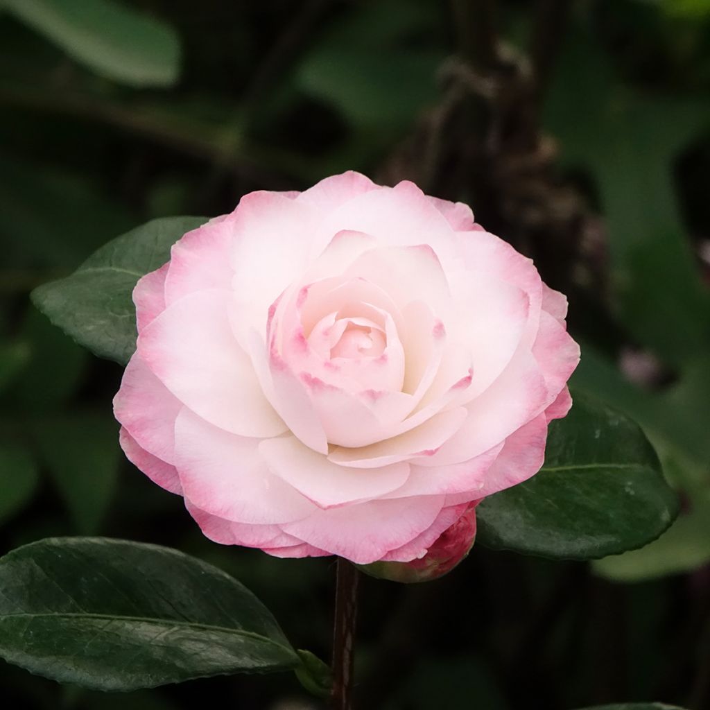 Camellia Nuccio's Pearl