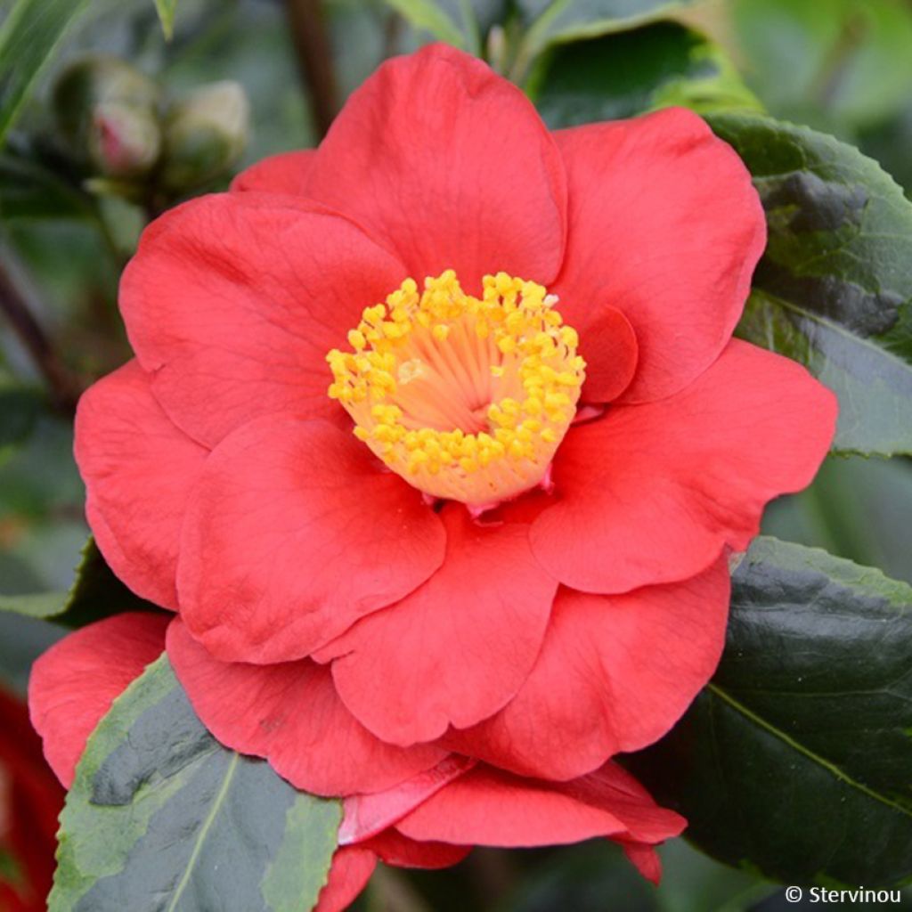 Camellia japonica Painter's Palette