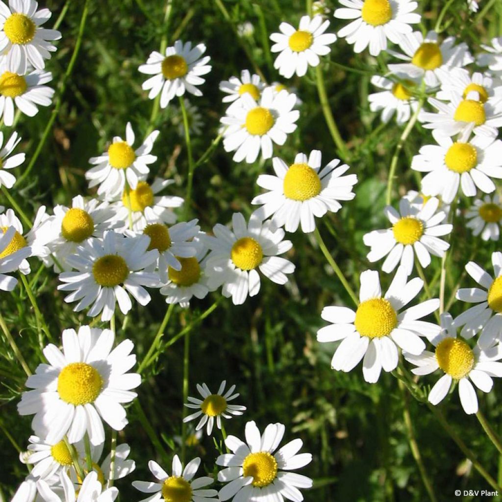 Matricaria camomilla - Camomilla