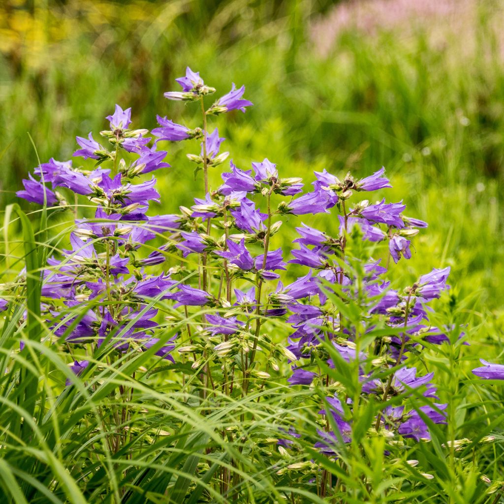 Campanula trachelium - Campanula selvatica