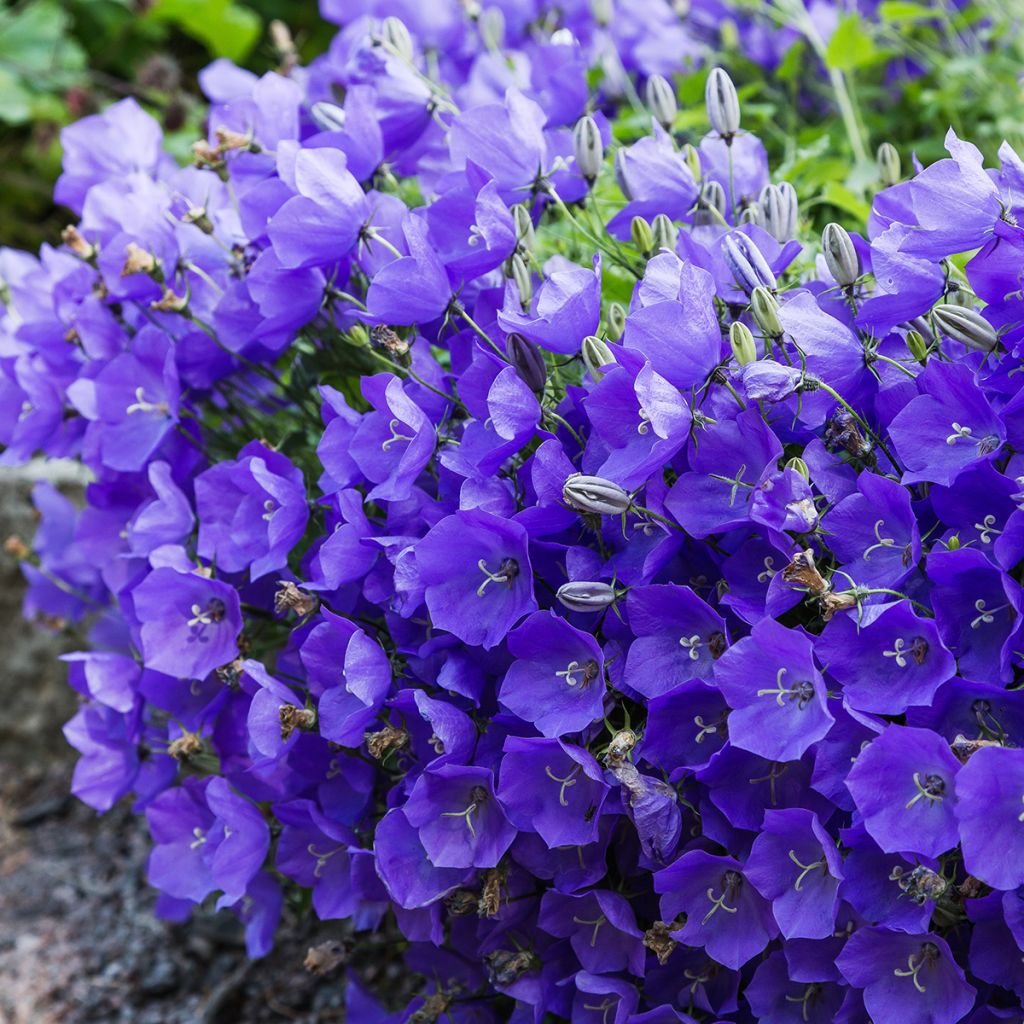 Campanula carpatica - Campanula dei Carpazi