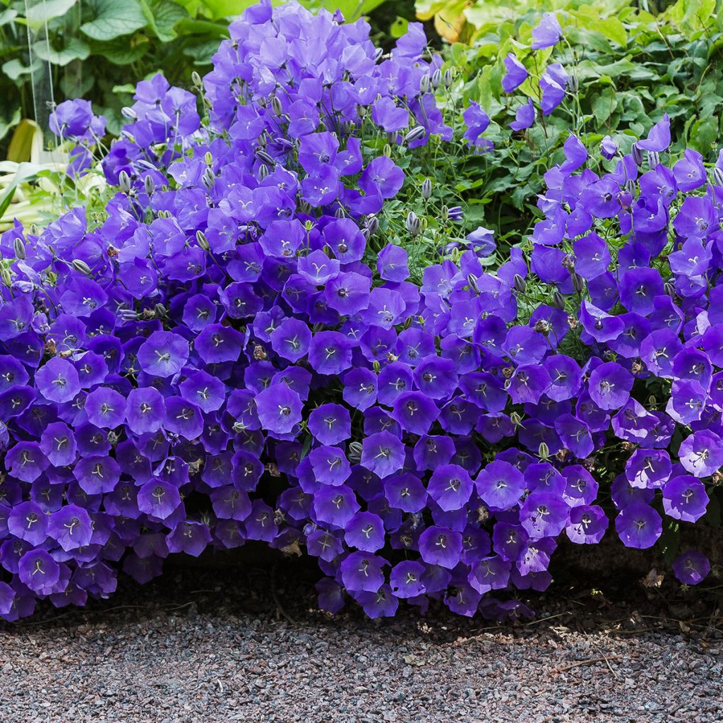 Campanula carpatica - Campanula dei Carpazi