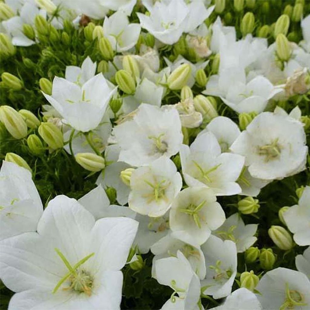 Campanula carpatica Clips White - Campanula dei Carpazi