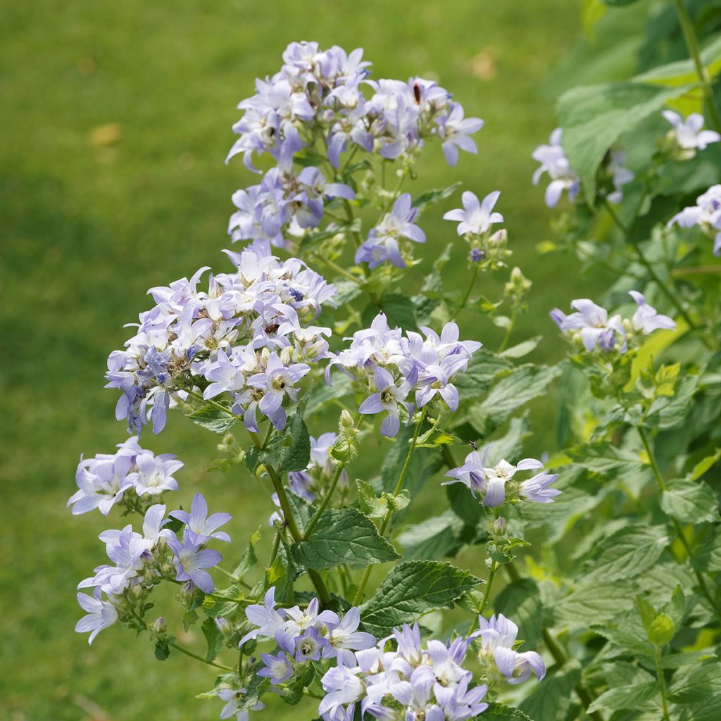 Campanula lactiflora Prichard's variety