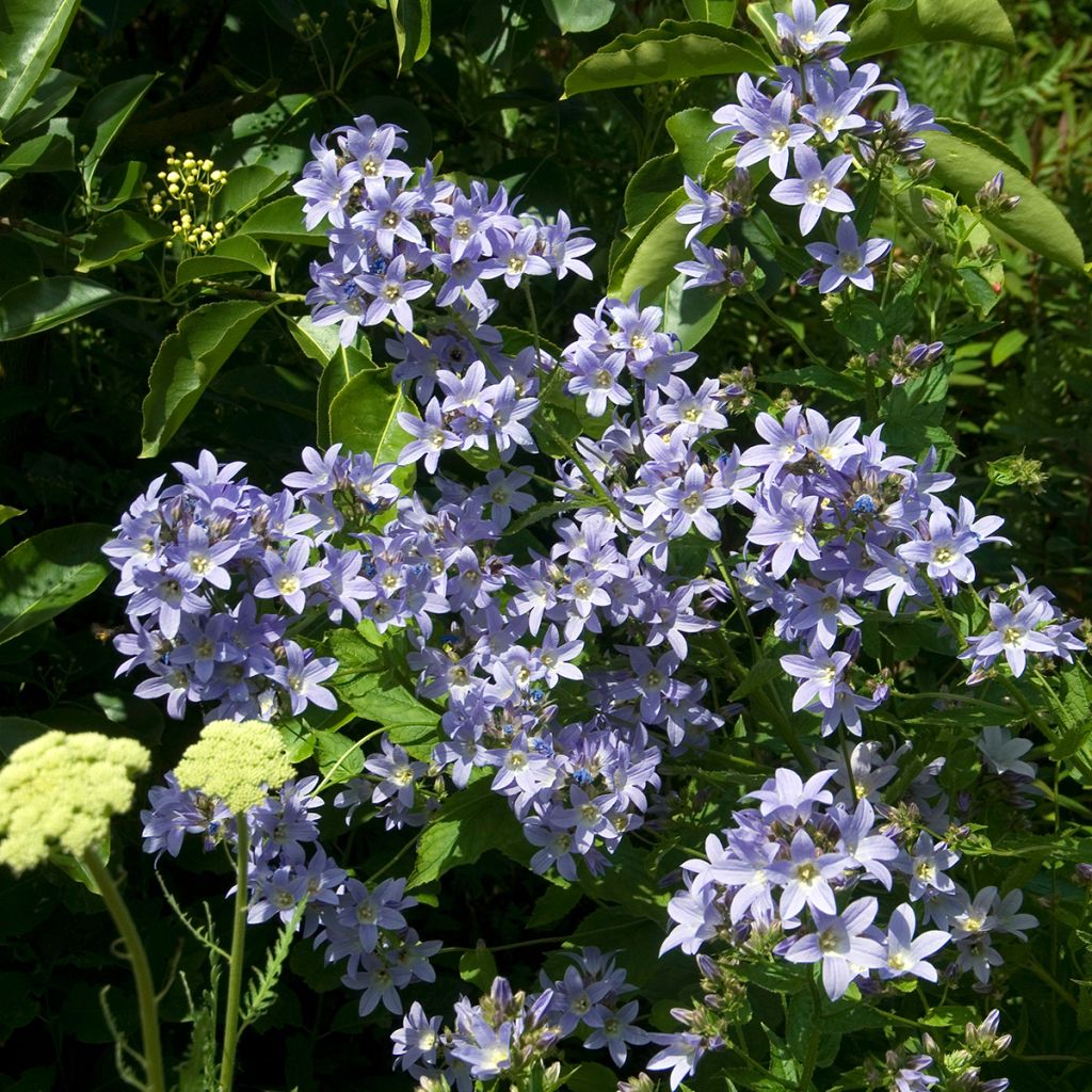 Campanula lactiflora Prichard's variety