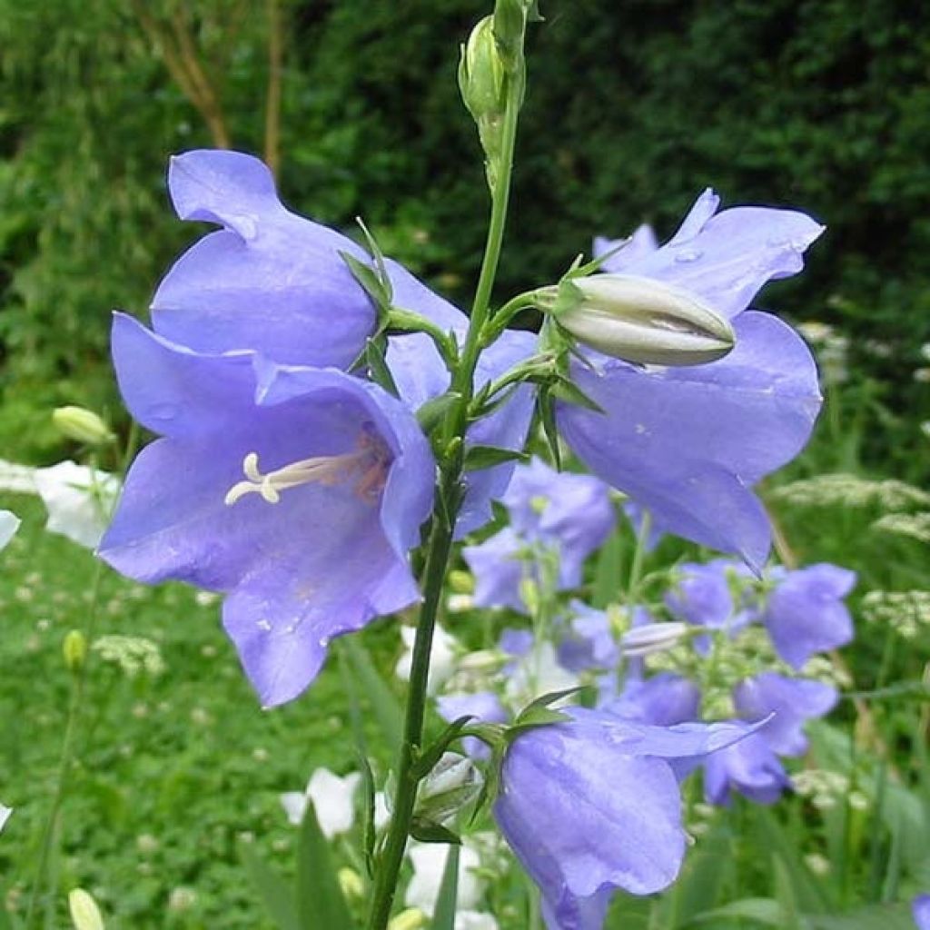 Campanula persicifolia - Campanula con foglie di pesco