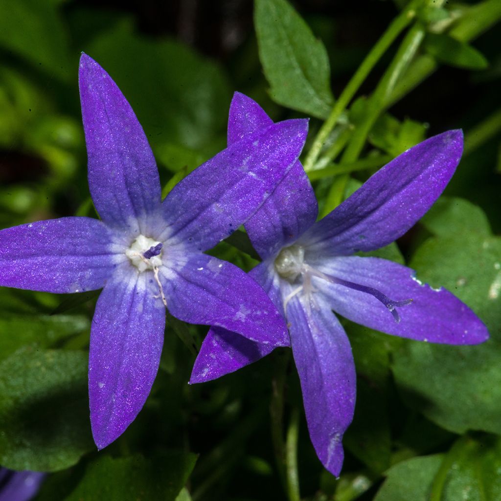Campanula poscharskyana - Campanula serba
