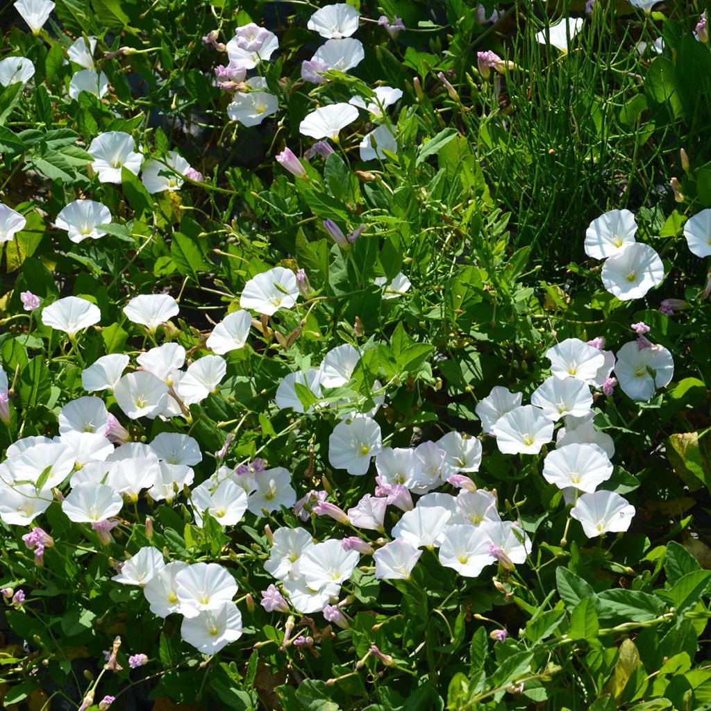 Campanula carpatica Mini Marvels Starbright - Campanula dei Carpazi