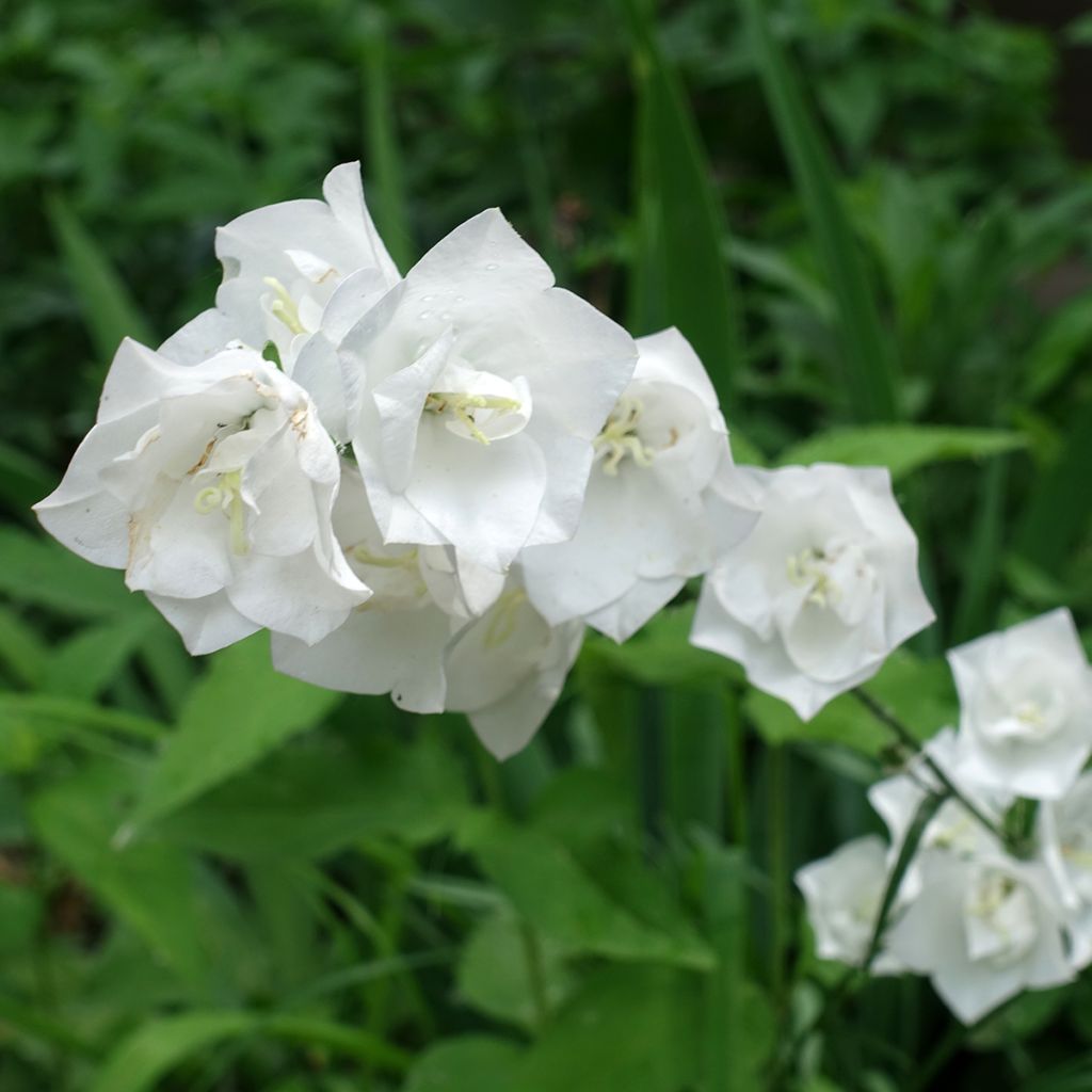 Campanula persicifolia La Bonne Amie - Campanula con foglie di pesco