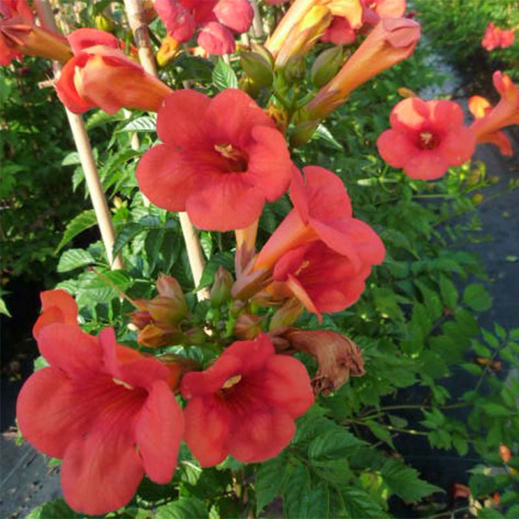 Campsis tagliabuana Madame Galen - Bignonia