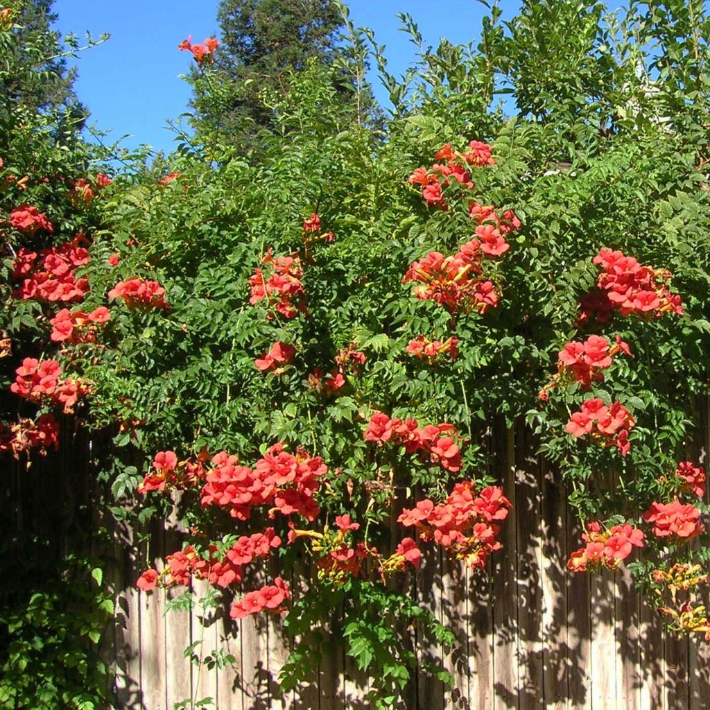 Campsis tagliabuana Madame Galen - Bignonia
