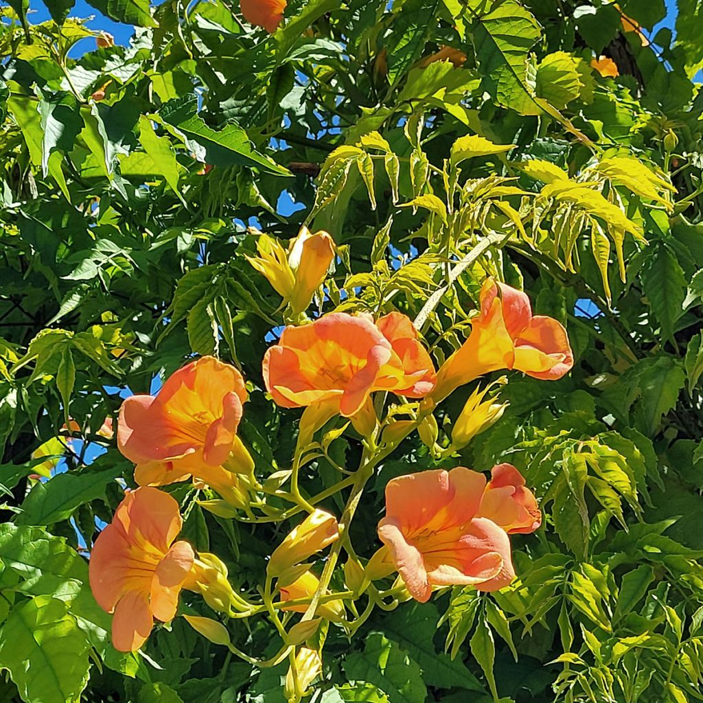 Campsis tagliabuana Summer Jazz Gold - Bignonia
