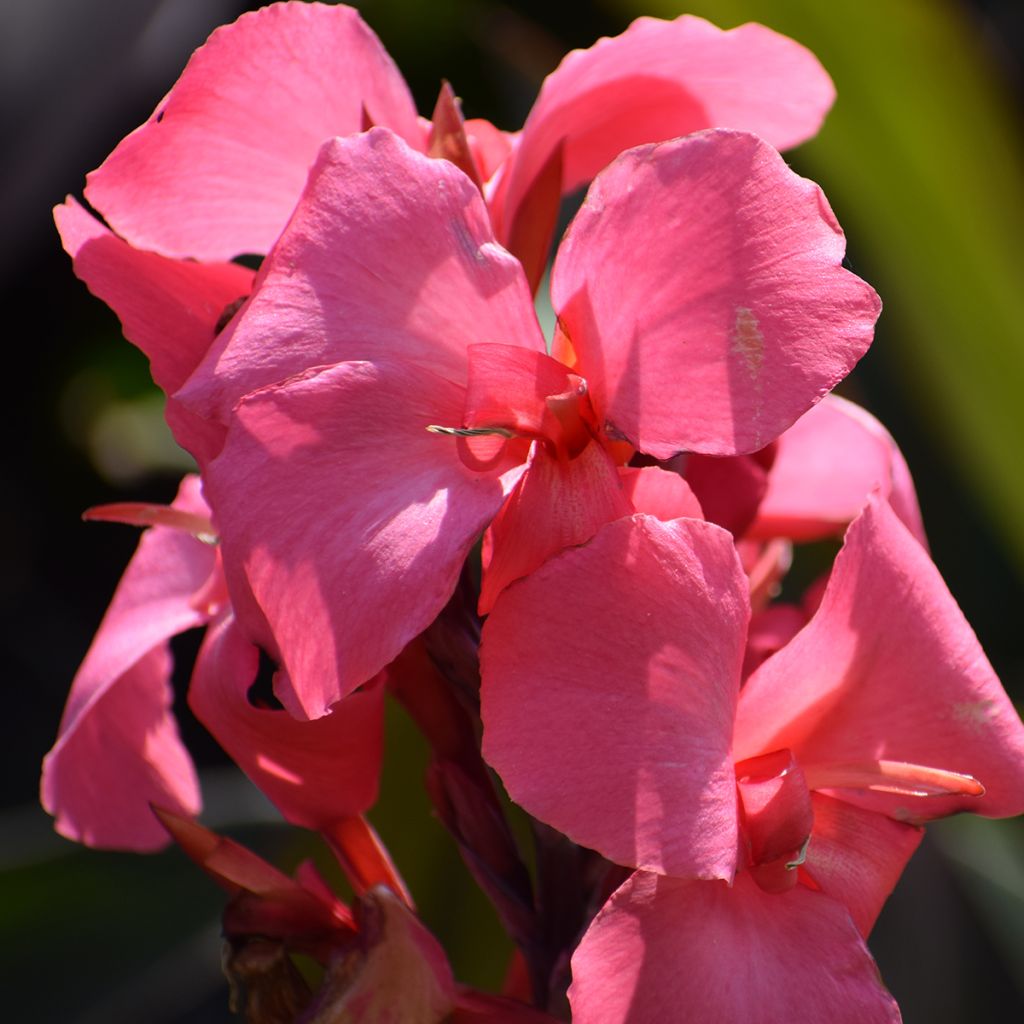 Canna Pink and Roses