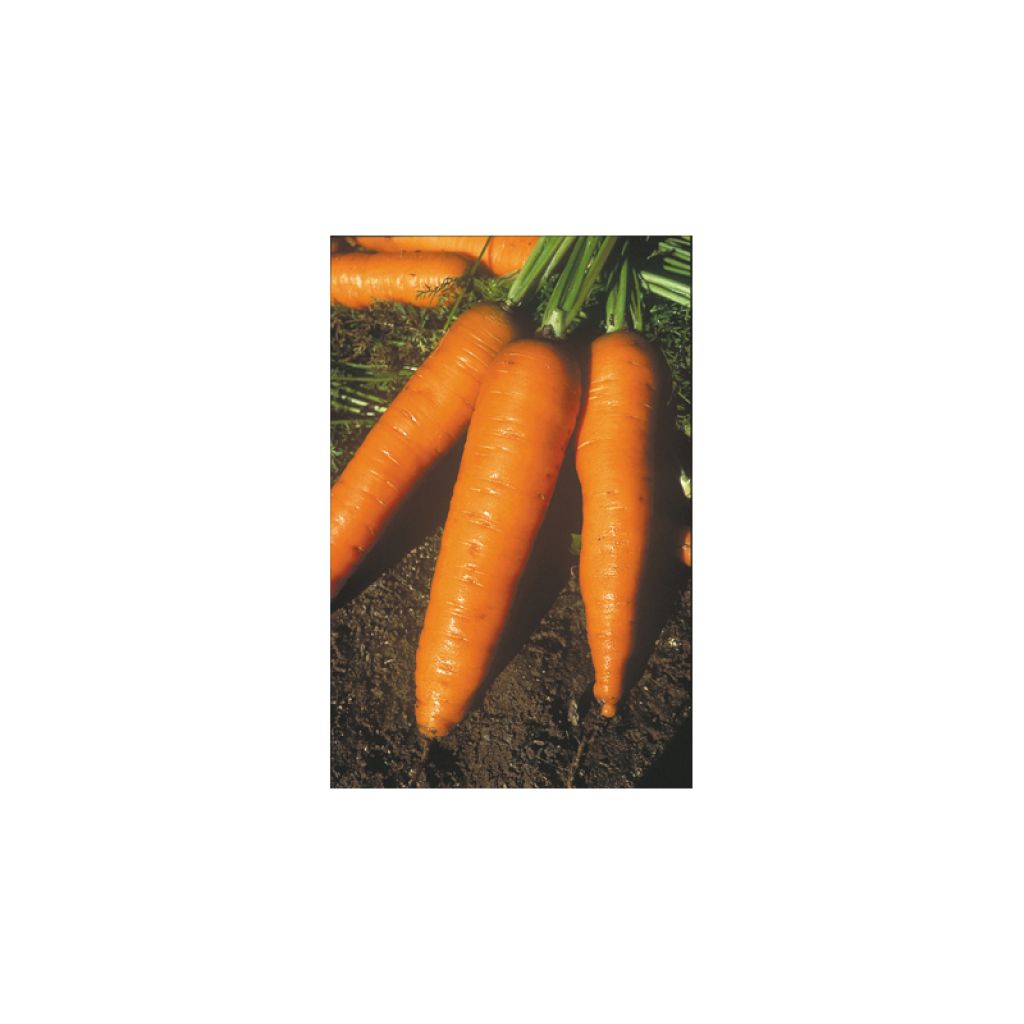 Carota Amsterdam