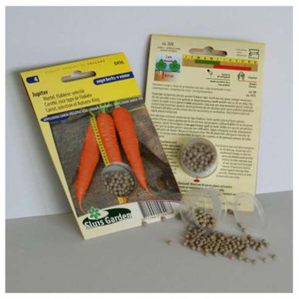 Carota Jupiter (race type de Flakkée) - semi rivestiti