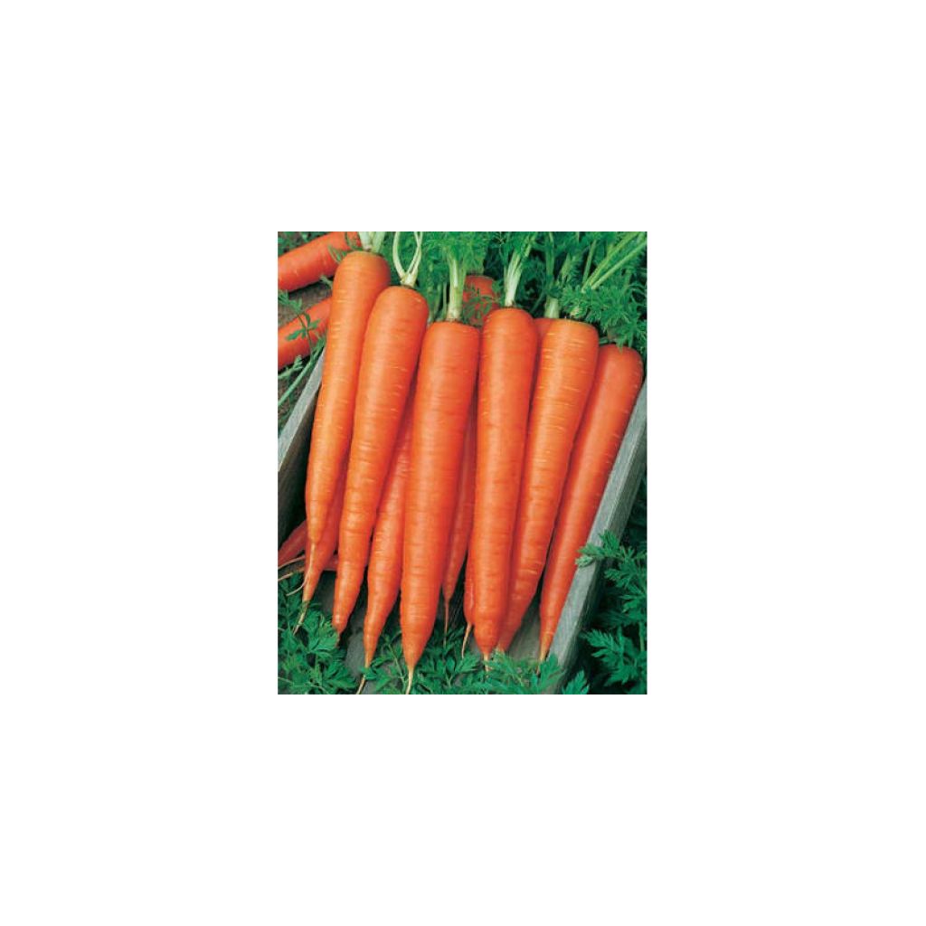 Carota Scarla