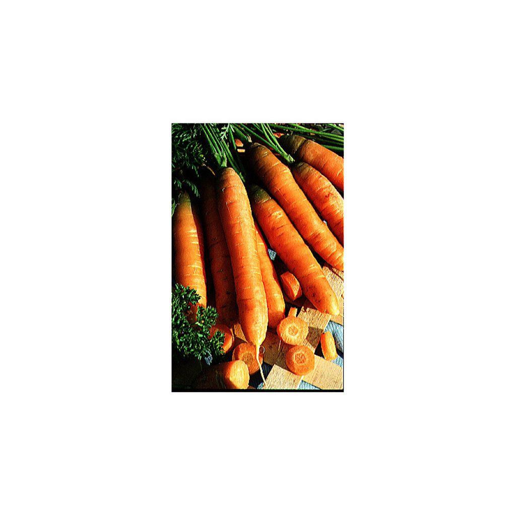 Carota Touchon