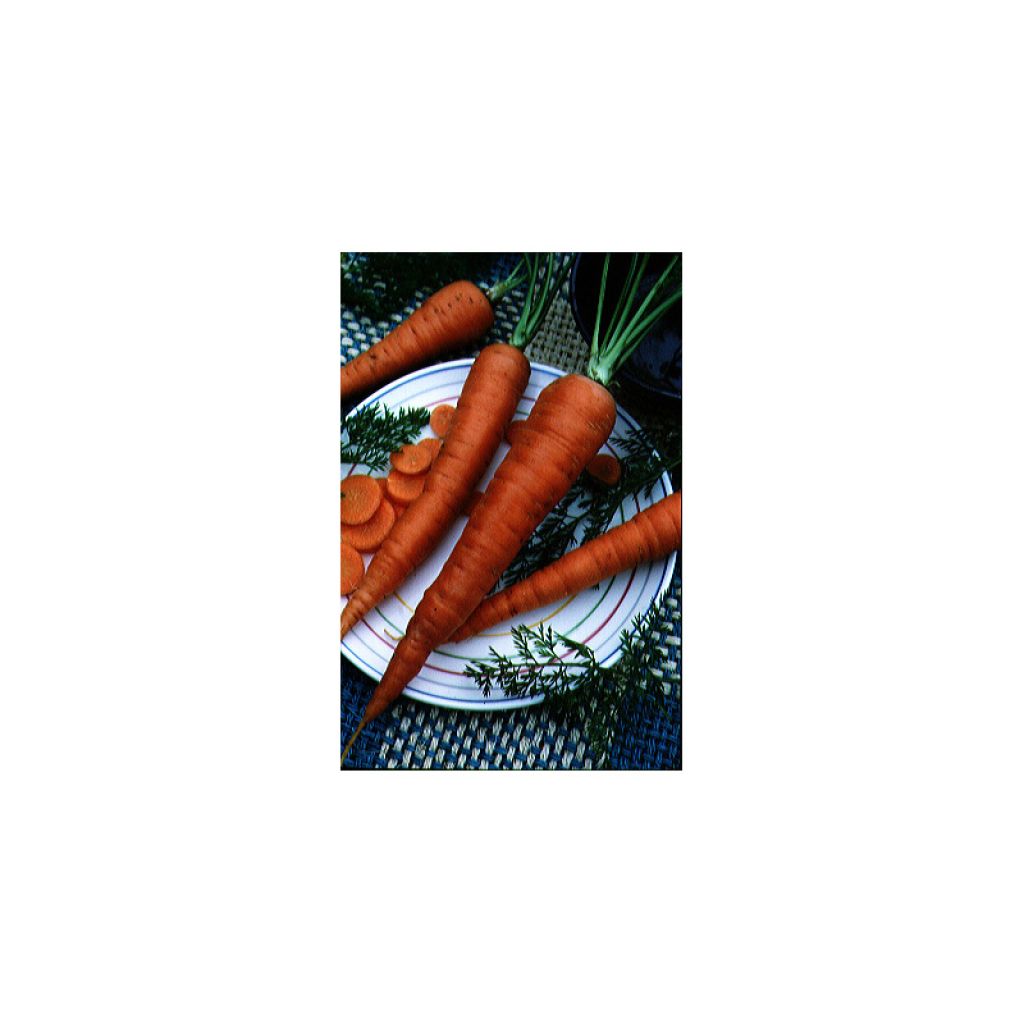 Carota Valery