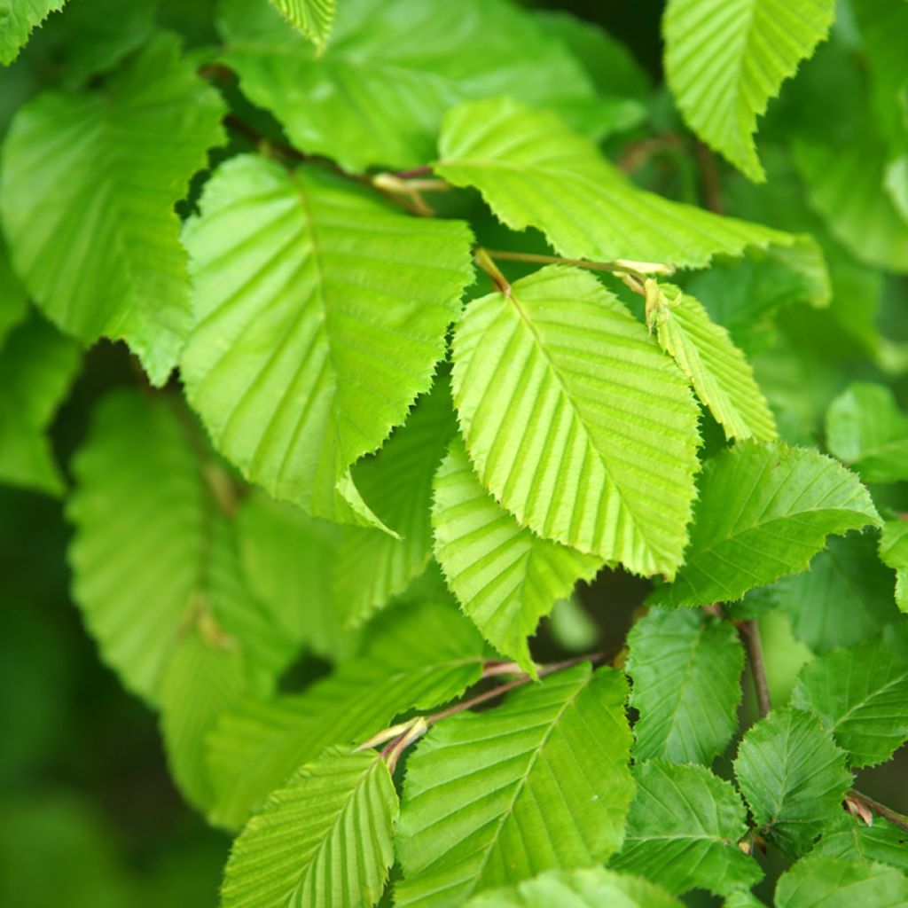 Carpinus betulus Fastigiata - Carpino bianco