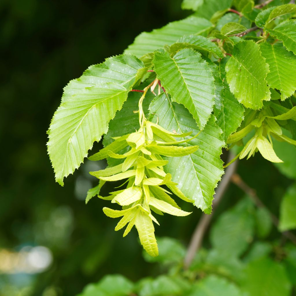Carpinus betulus Fastigiata - Carpino bianco