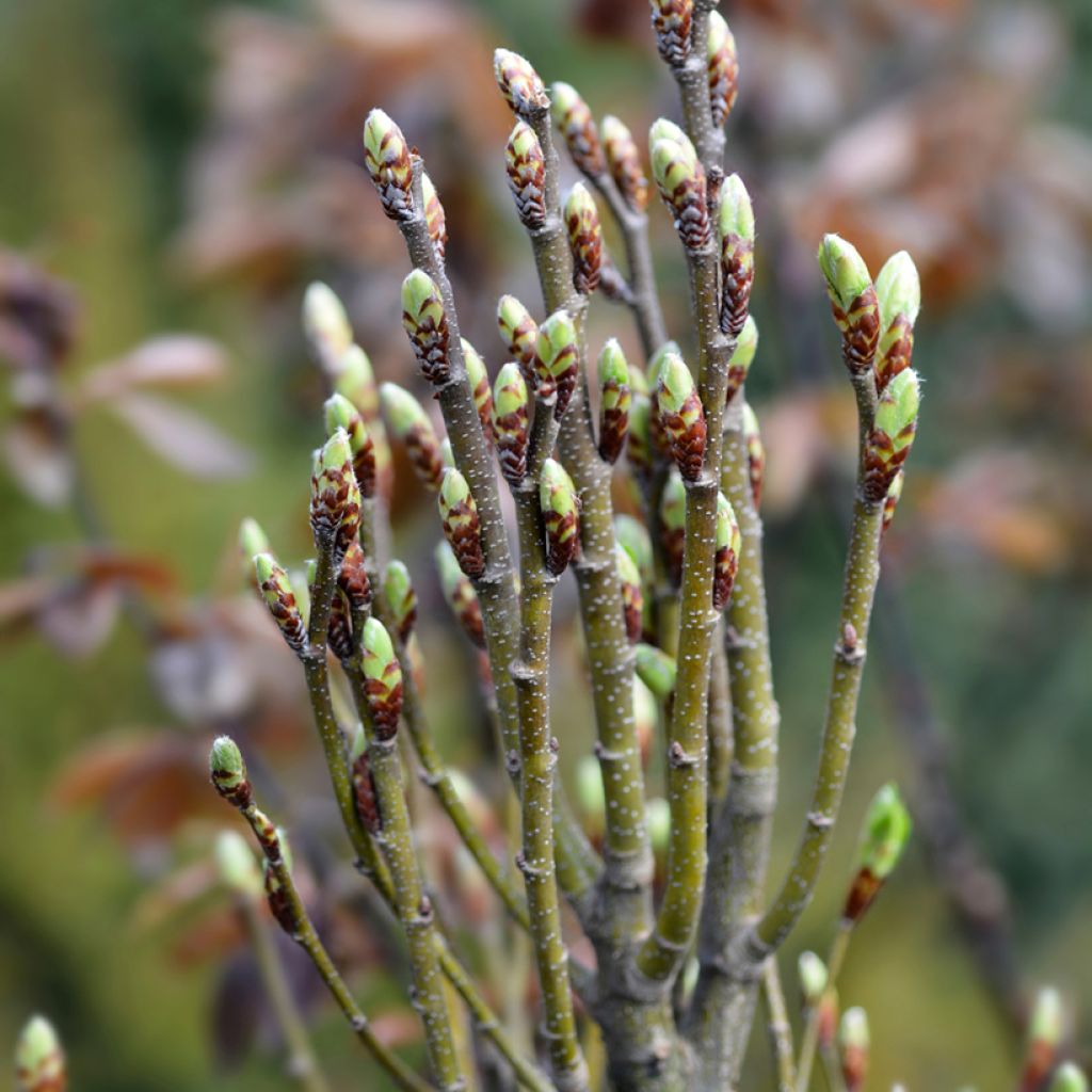 Carpinus betulus Monumentalis - Carpino bianco