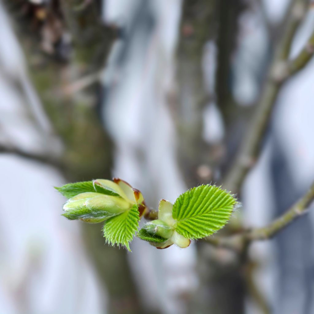 Carpinus betulus Monumentalis - Carpino bianco