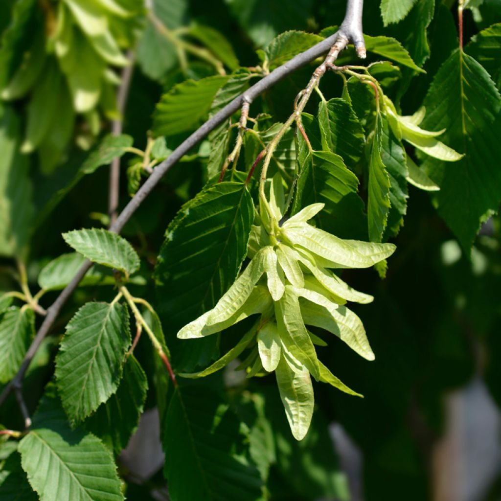 Carpinus betulus Pendula - Carpino bianco
