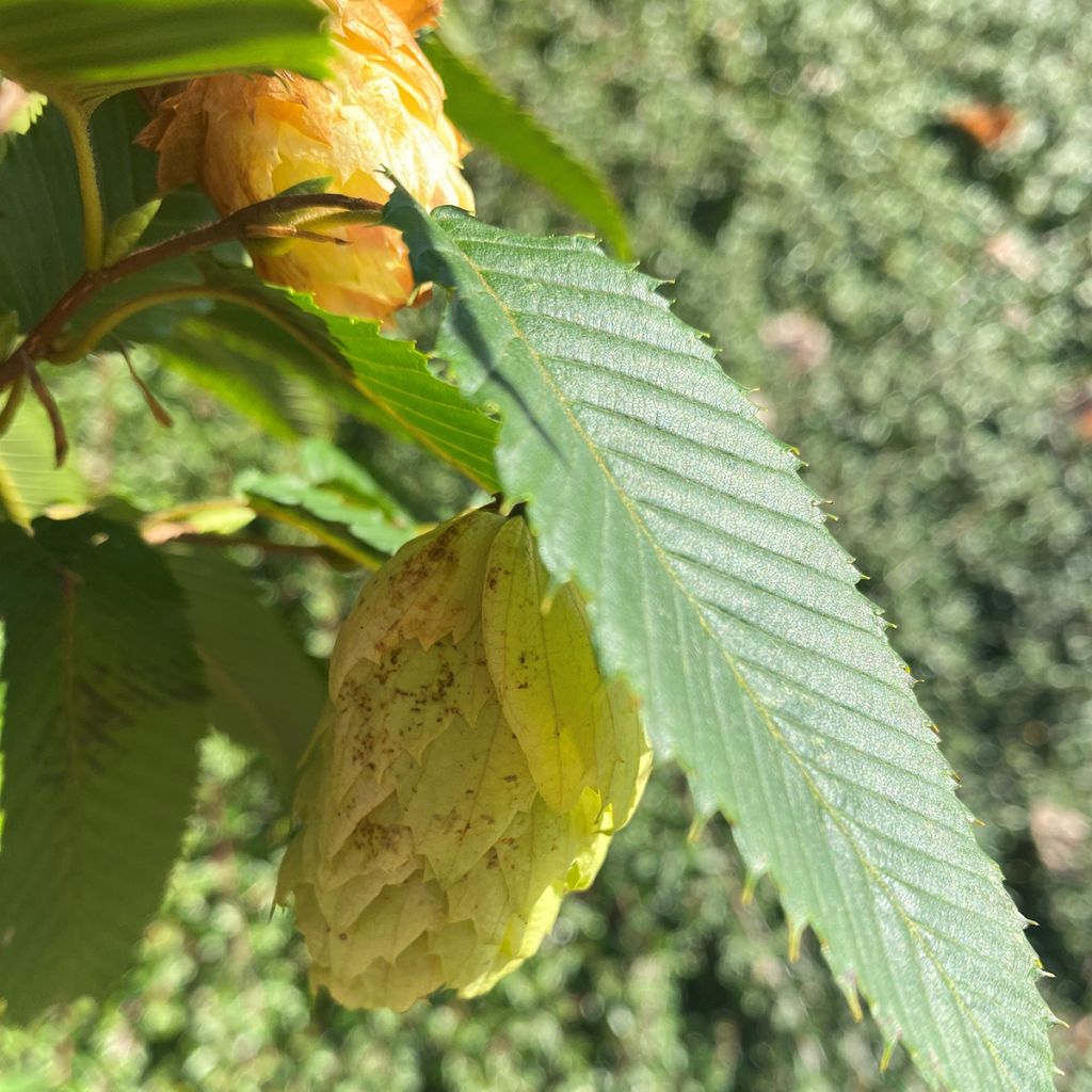 Carpinus japonica Chinese Lantern - Carpino