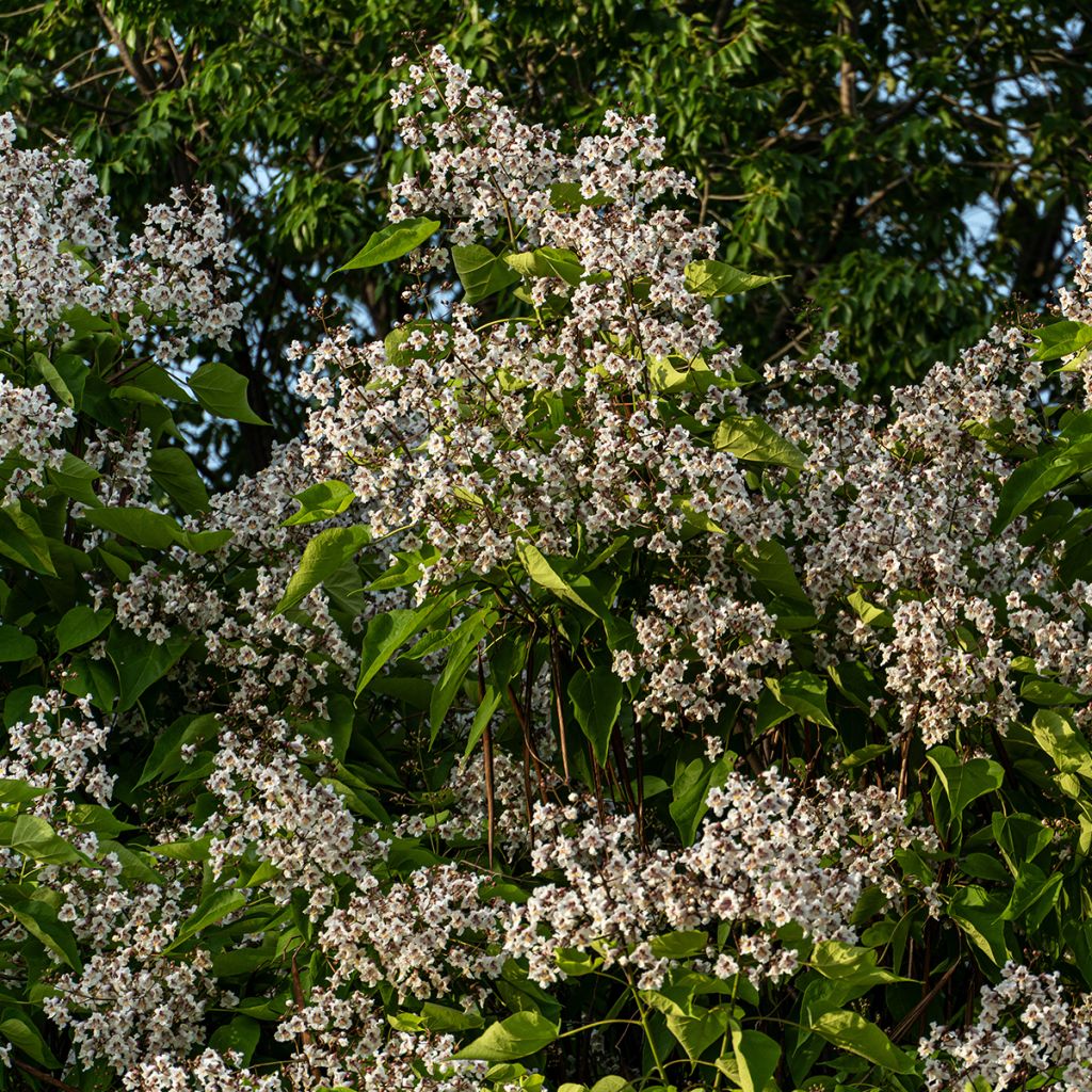 Catalpa bignonioides (semi) - Albero dei sigari