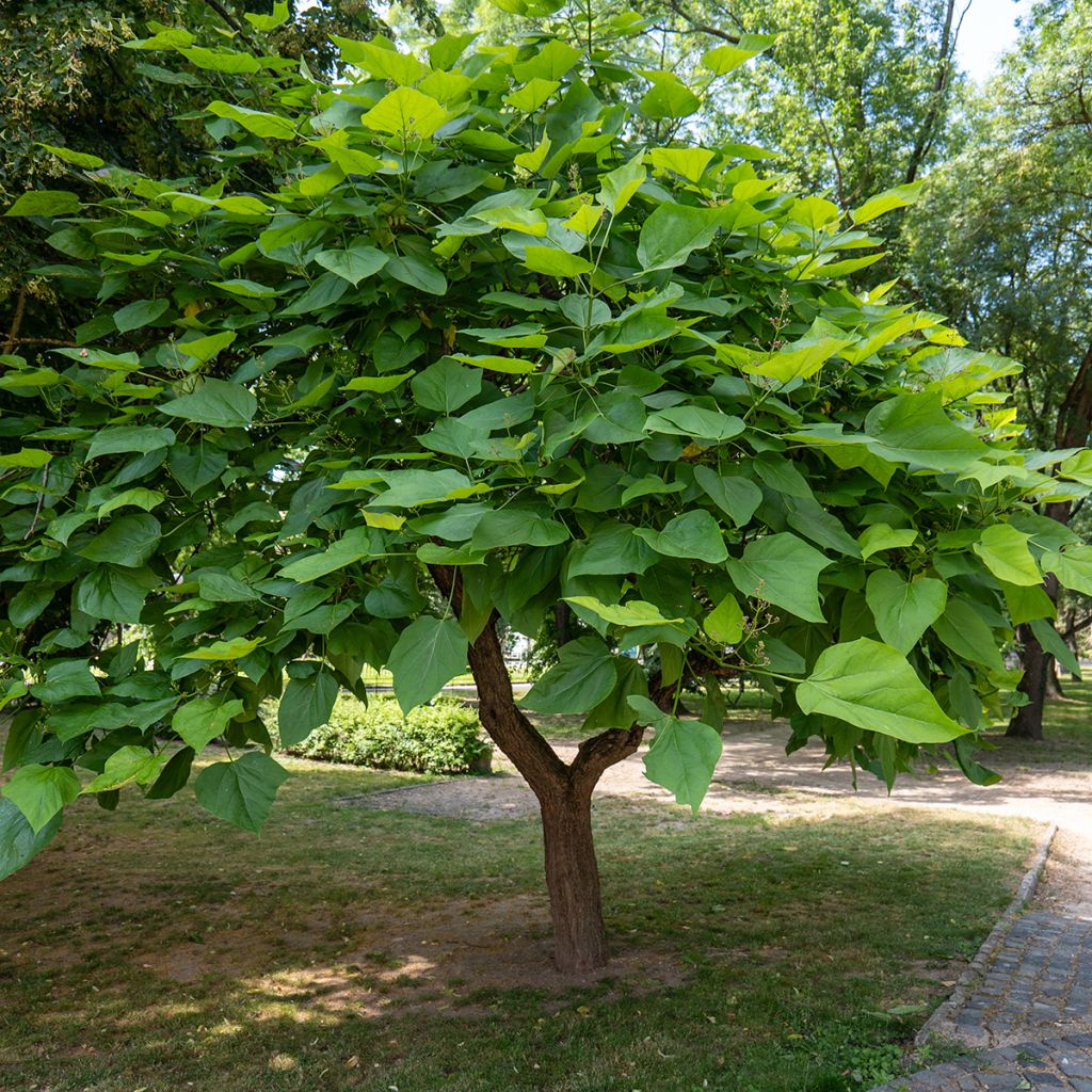 Catalpa bignonioides (semi) - Albero dei sigari