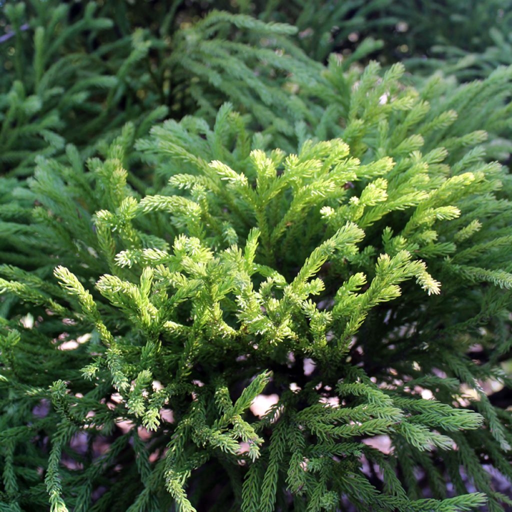 Cryptomeria japonica Globosa Nana - Cedro del Giappone