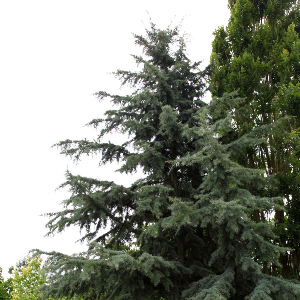  Cedrus deodara Karl Fuchs - Cedro dell'Himalaya