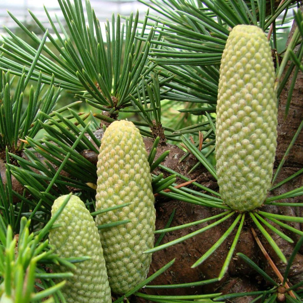 Cedrus libani - Cedro del Libano