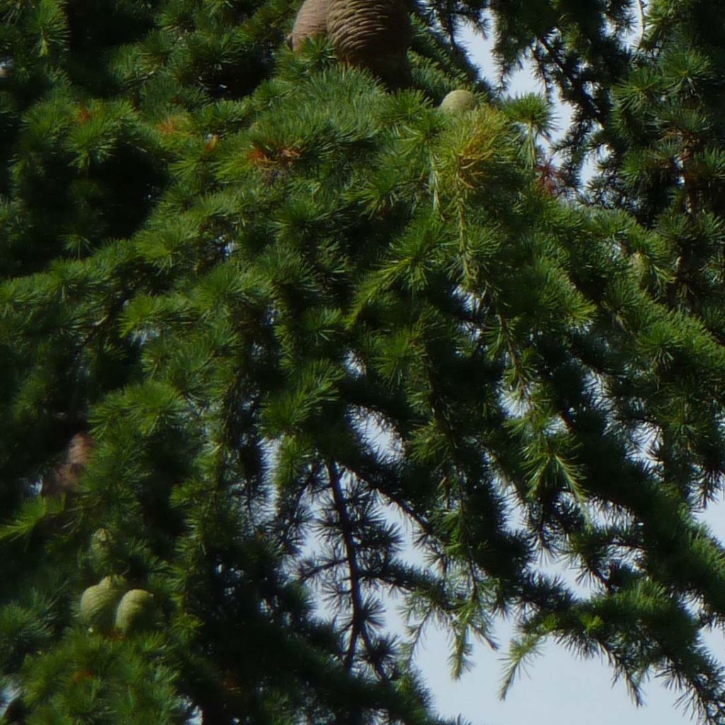 Cedrus libani - Cedro del Libano