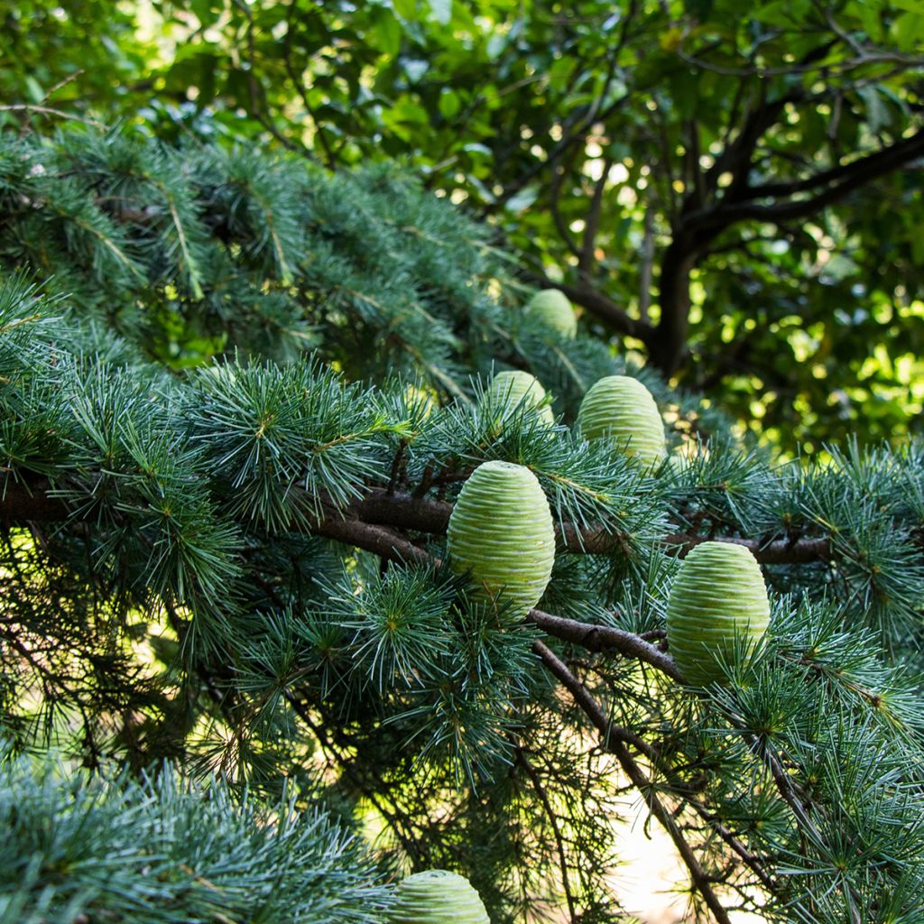 Cedrus deodara (semi) - Cedro dell'Himalaya