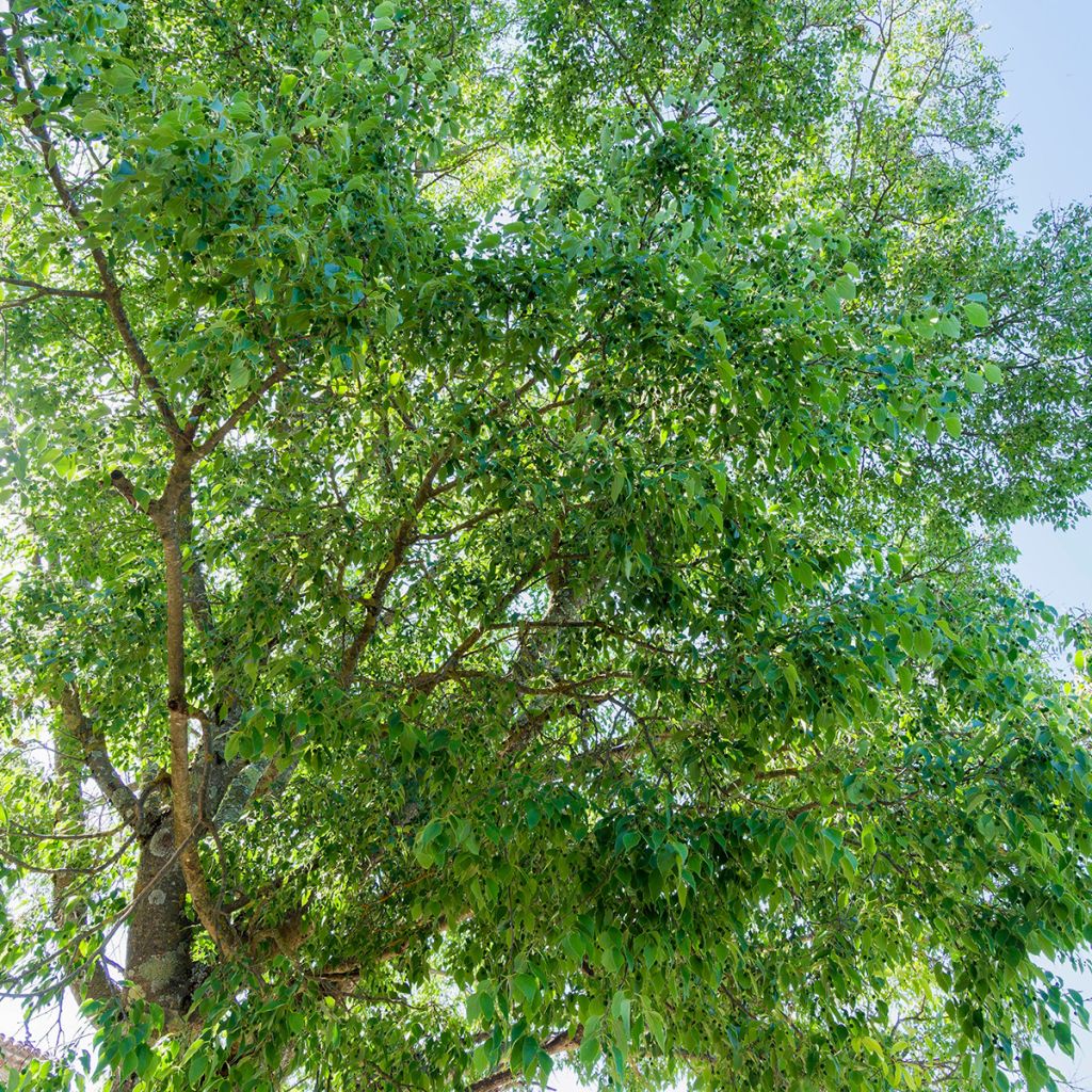 Celtis australis (semi) - Bagolaro
