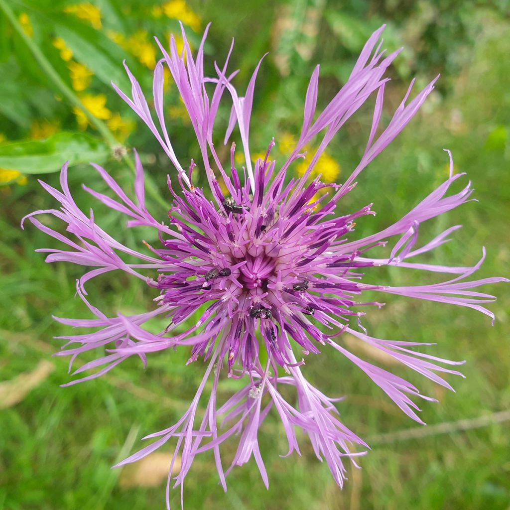 Centaurea scabiosa - Fiordaliso vedovino