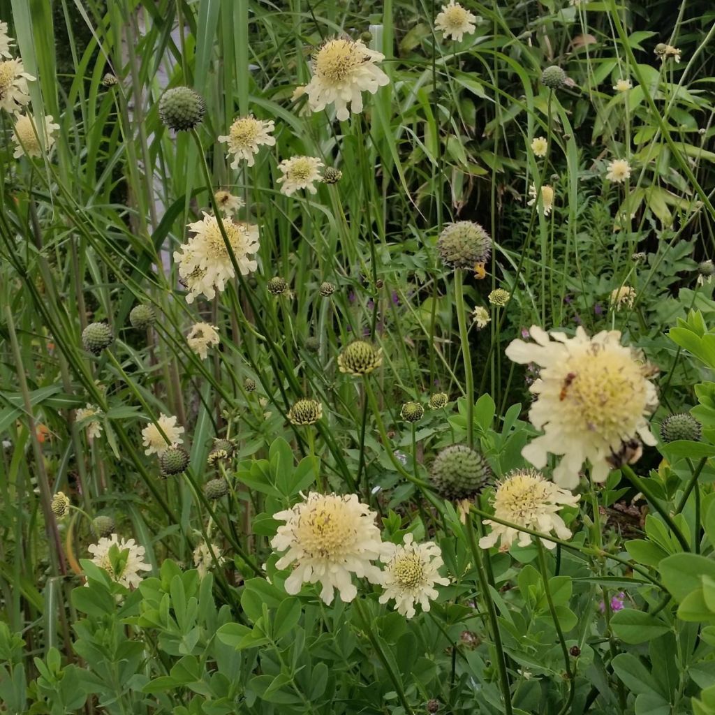 Cephalaria gigantea - Vedovina gigante