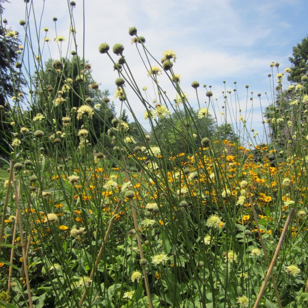 Cephalaria gigantea - Vedovina gigante