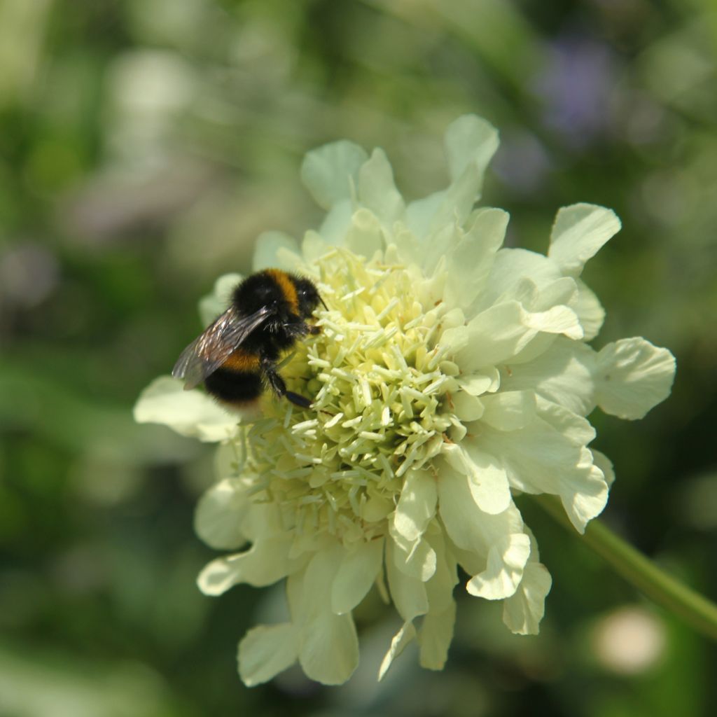 Cephalaria gigantea - Vedovina gigante