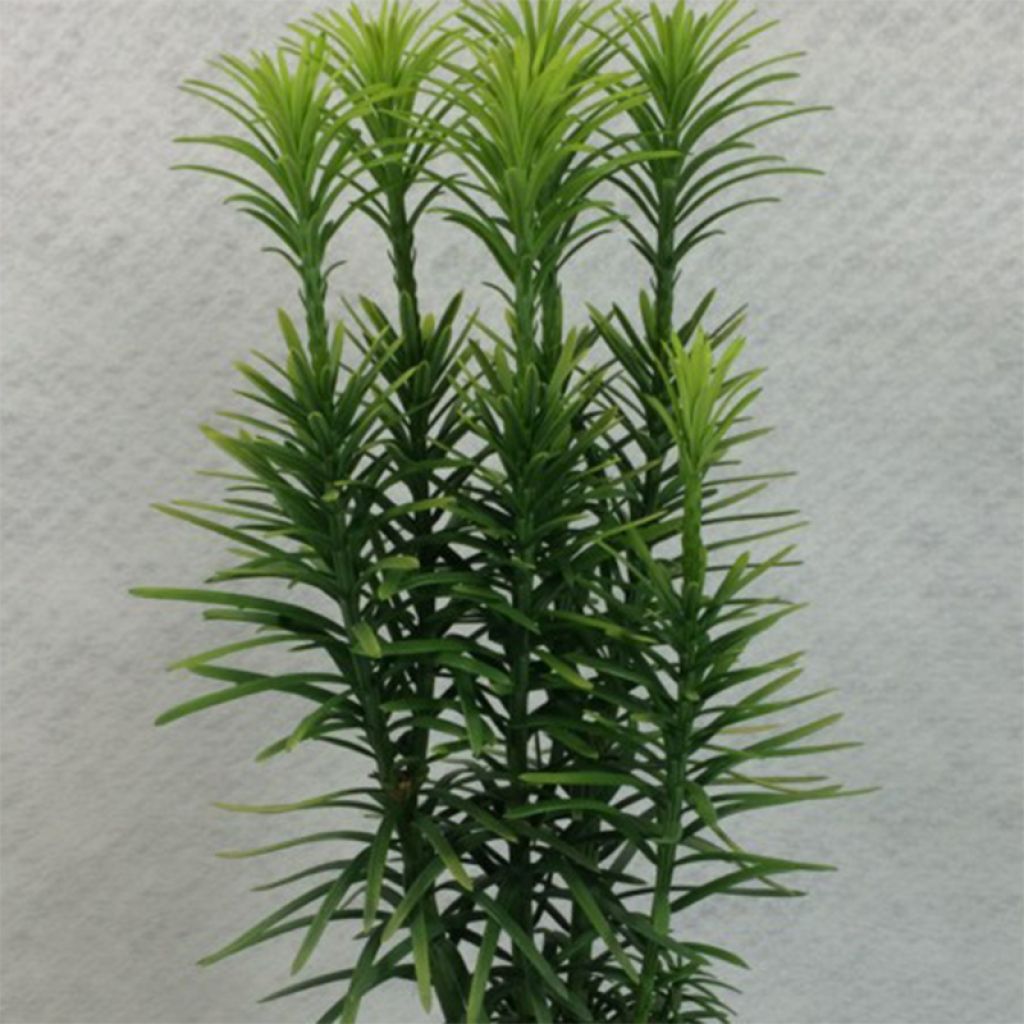 Cephalotaxus harringtonia Korean Gold - Pin japonais à queue de vache